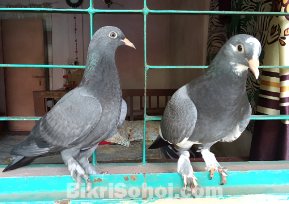 এক জোড়া কবুতর বিক্রি হবে।